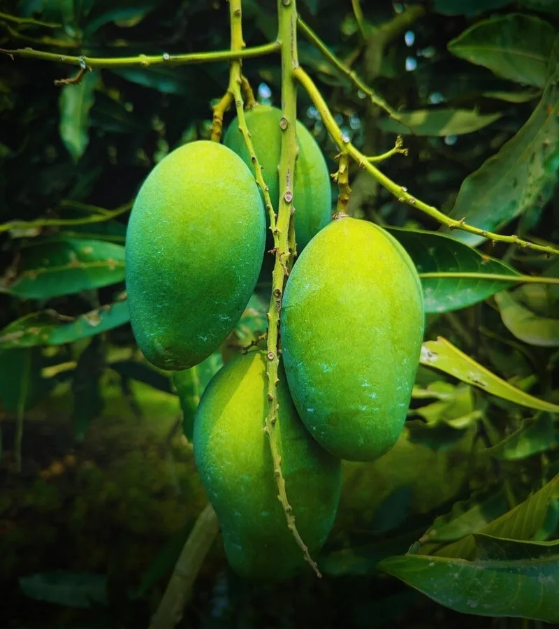আম্রপালি (10-20) কেজি